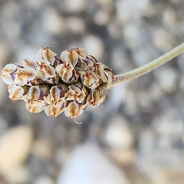 Desert Indianwheat (Plantago ovata)