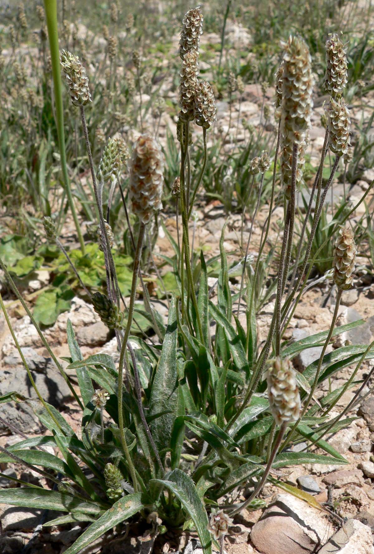 Desert Indianwheat: Photo of Plantago ovata (desert plantain) on southwestern slope of Frenchman Mountain east of Las Vegas, Nevada