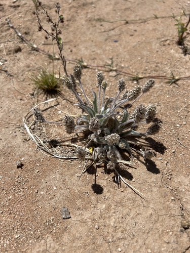 Desert Indianwheat (Plantago ovata)