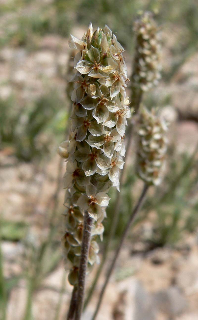 Desert Indianwheat: Photo of Plantago ovata (desert plantain) on southwestern slope of Frenchman Mountain east of Las Vegas, Nevada
