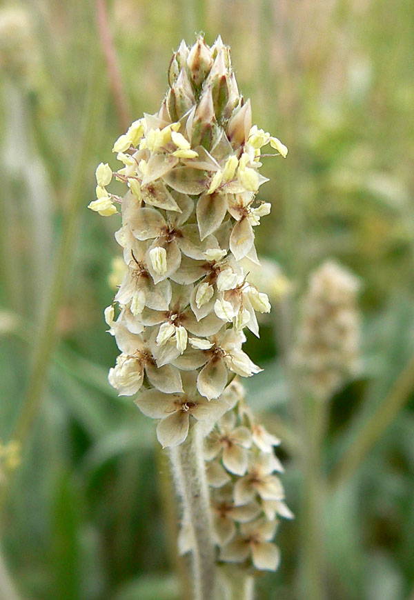 Desert Indianwheat: Photo of Plantago ovata in the desert west of Las Vegas, Nevada