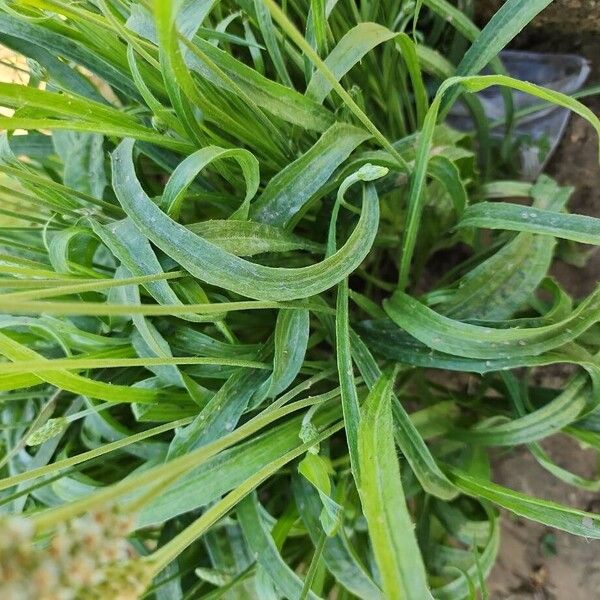 Desert Indianwheat (Plantago ovata)