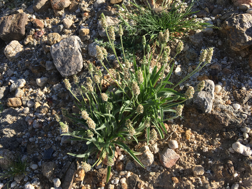 Desert Indianwheat (Plantago ovata)