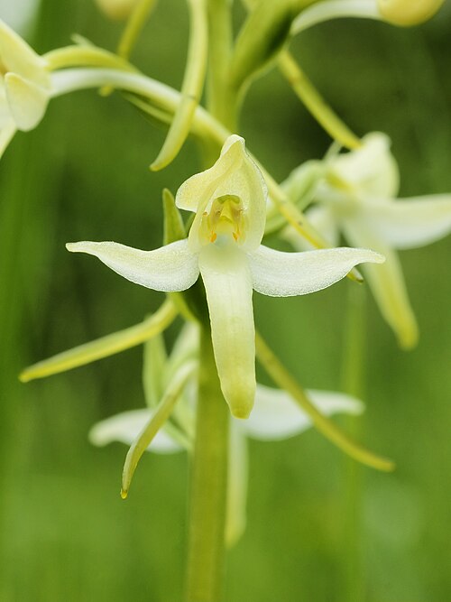 Lesser butterfly-orchid: Lesser Butterfly-orchid flower.