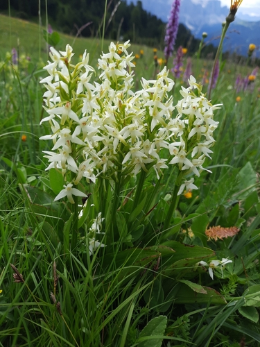 Lesser butterfly-orchid (Platanthera bifolia)