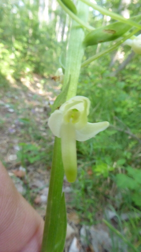 Lesser butterfly-orchid (Platanthera bifolia)