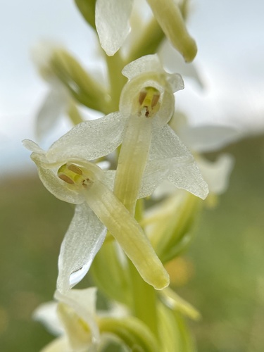 Lesser butterfly-orchid (Platanthera bifolia)
