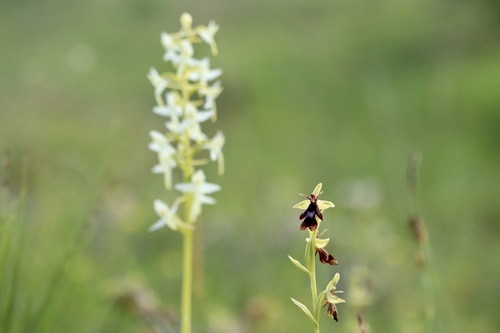 Lesser butterfly-orchid (Platanthera bifolia)