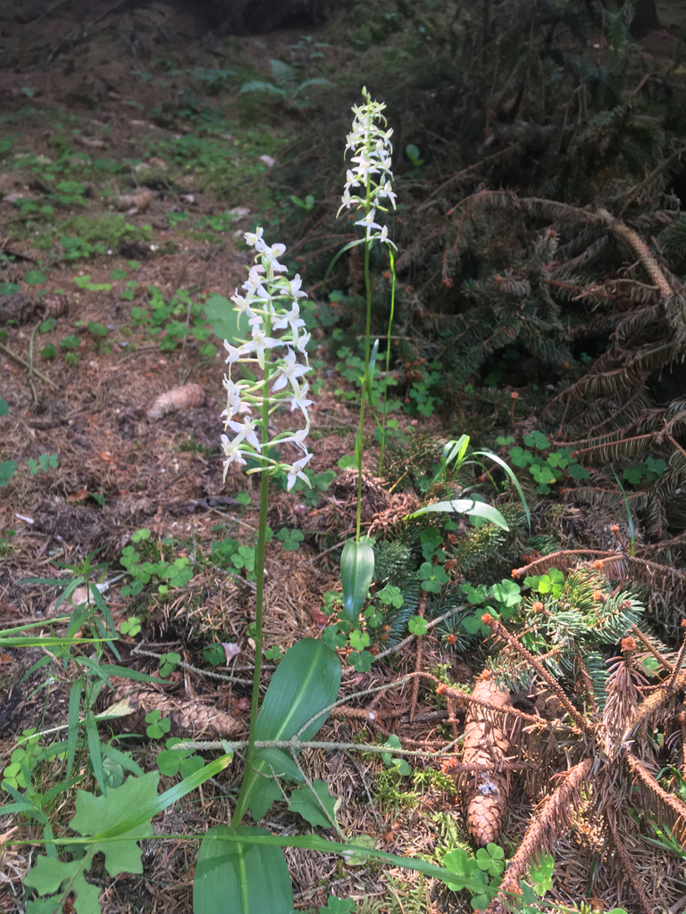 Lesser butterfly-orchid (Platanthera bifolia)