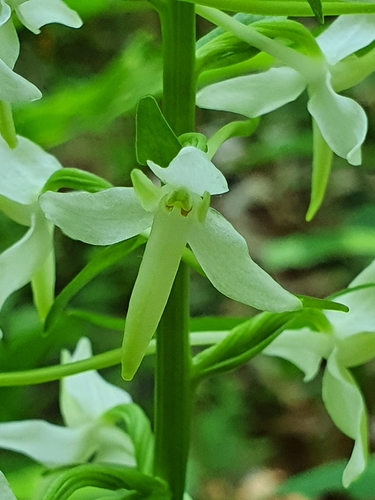 Lesser butterfly-orchid (Platanthera bifolia)