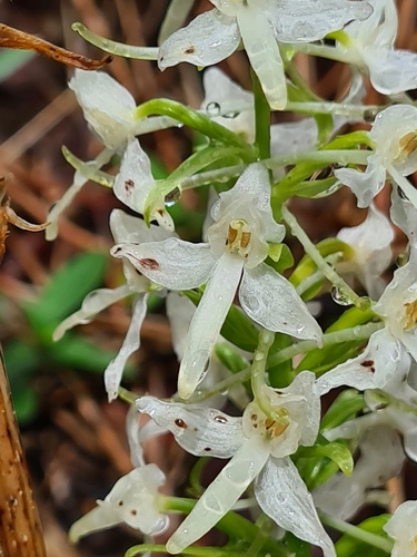 Lesser butterfly-orchid (Platanthera bifolia)