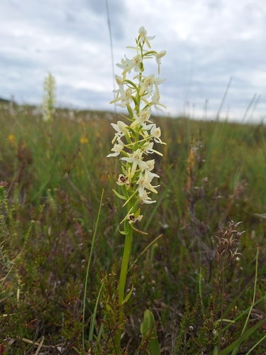 Lesser butterfly-orchid (Platanthera bifolia)
