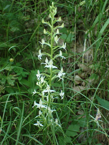 Lesser butterfly-orchid (Platanthera bifolia)
