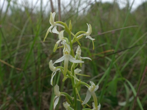 Lesser butterfly-orchid (Platanthera bifolia)