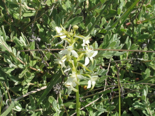 Lesser butterfly-orchid (Platanthera bifolia)