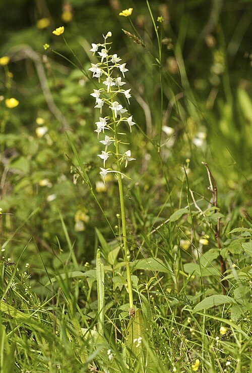 Greater butterfly-orchid: Greater Butterfly-orchid ( Platanthera chlorantha ), Småland, Sweden