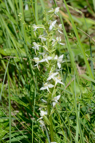 Greater butterfly-orchid (Platanthera chlorantha)