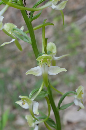 Greater butterfly-orchid (Platanthera chlorantha)