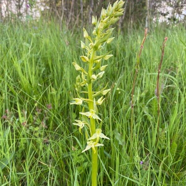 Greater butterfly-orchid (Platanthera chlorantha)