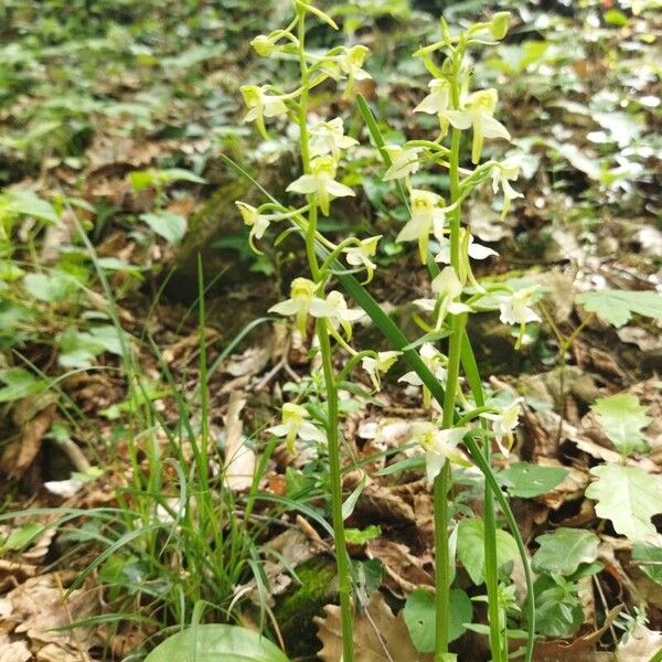 Greater butterfly-orchid (Platanthera chlorantha)