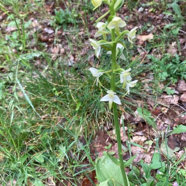 Greater butterfly-orchid (Platanthera chlorantha)