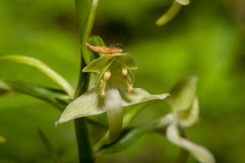 Greater butterfly-orchid (Platanthera chlorantha)