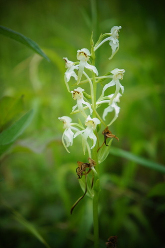 Greater butterfly-orchid (Platanthera chlorantha)