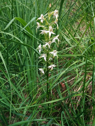 Greater butterfly-orchid (Platanthera chlorantha)
