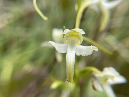 Greater butterfly-orchid (Platanthera chlorantha)