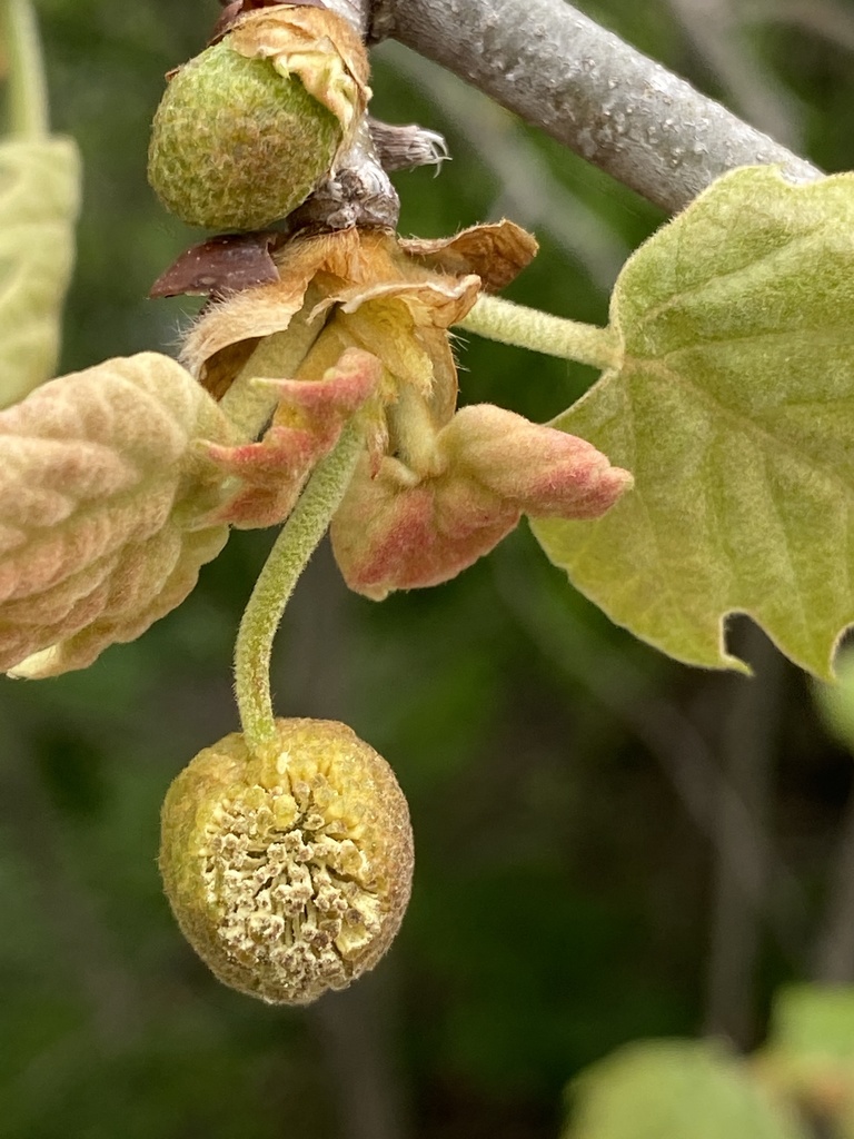 American sycamore (Platanus occidentalis)