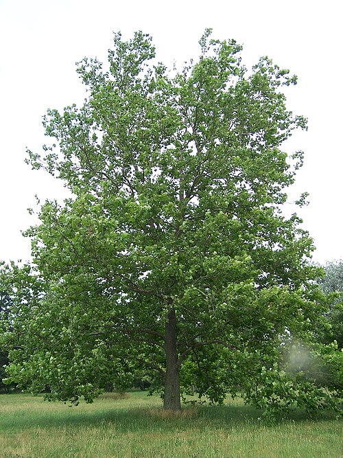American sycamore: American Sycamore Tree Platanus occidentalis . Specimen tree at Morton Arboretum, Lisle, Illinois, USA.