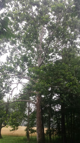 American sycamore (Platanus occidentalis)