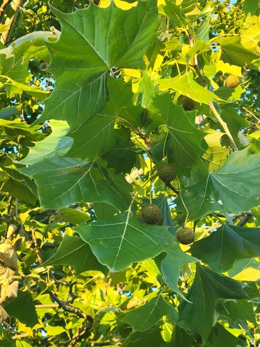 American sycamore (Platanus occidentalis)