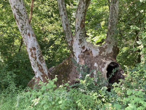 American sycamore (Platanus occidentalis)