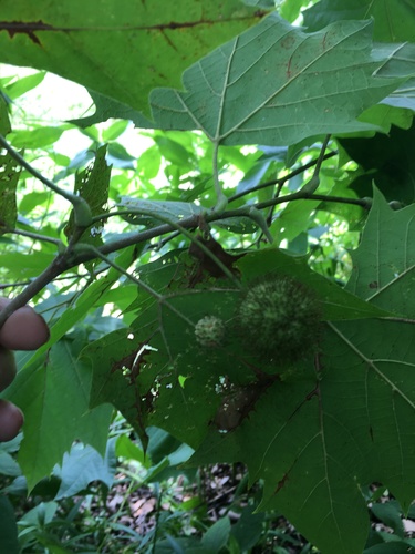 American sycamore (Platanus occidentalis)