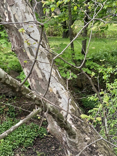 American sycamore (Platanus occidentalis)