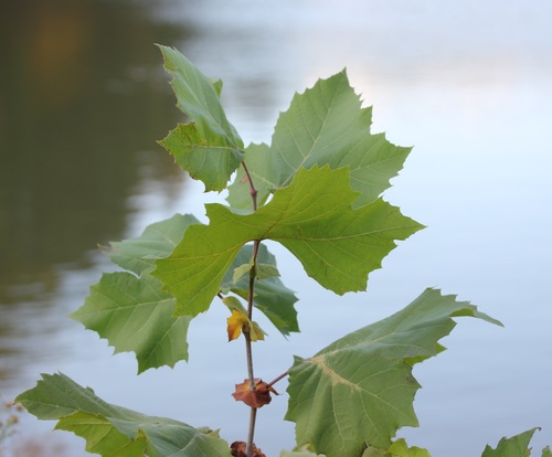 American sycamore (Platanus occidentalis)