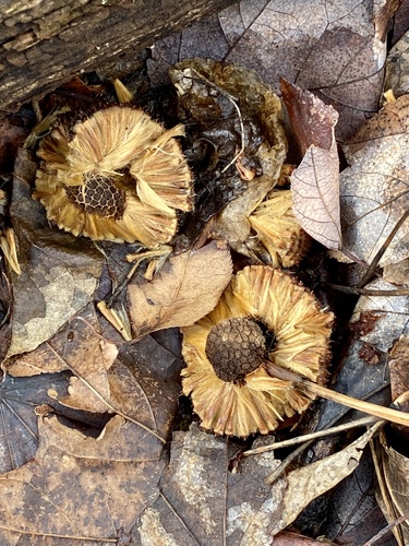 American sycamore (Platanus occidentalis)