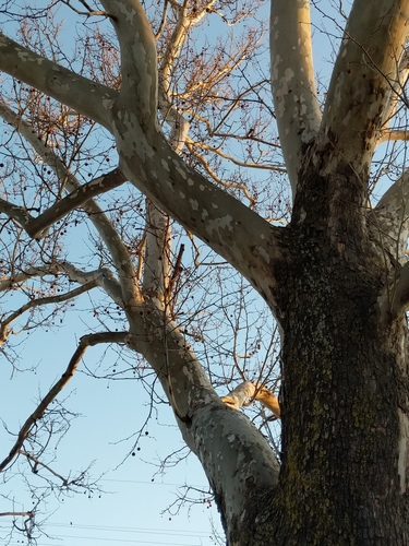 American sycamore (Platanus occidentalis)