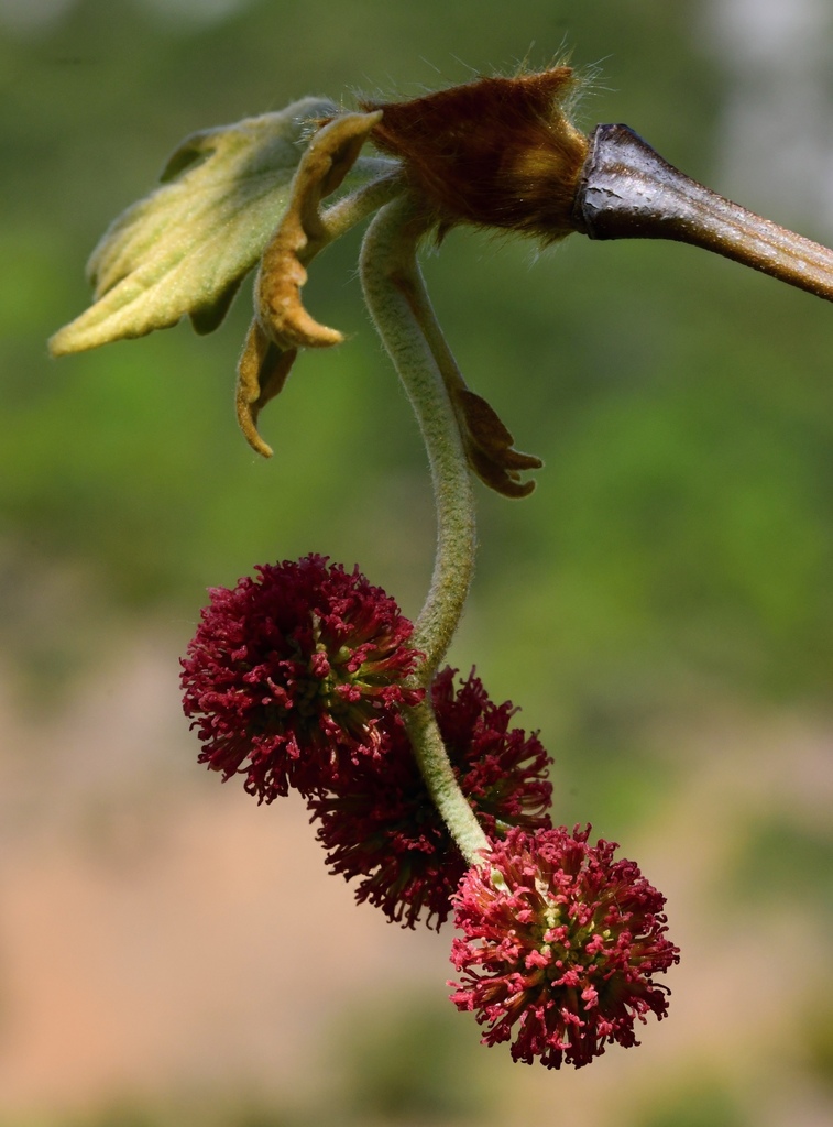 Plantanus orientalis (Platanus orientalis)