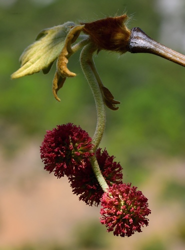 Plantanus orientalis (Platanus orientalis)