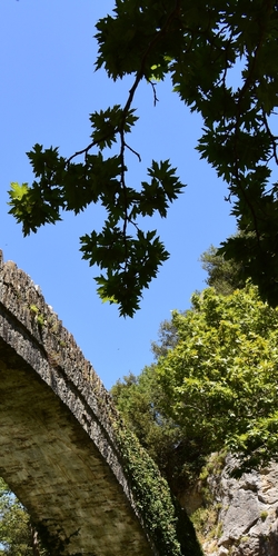 Plantanus orientalis (Platanus orientalis)