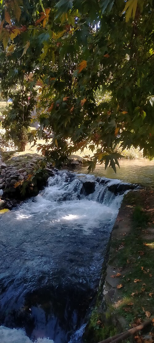 Plantanus orientalis: Flowing water in Kokernag botanical garden Jammu and Kashmir