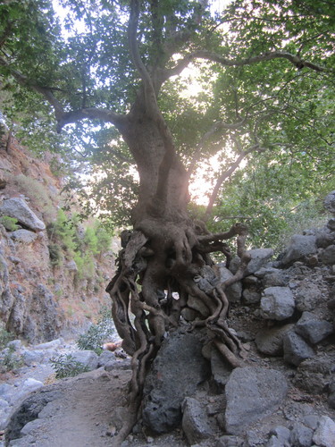 Plantanus orientalis (Platanus orientalis)