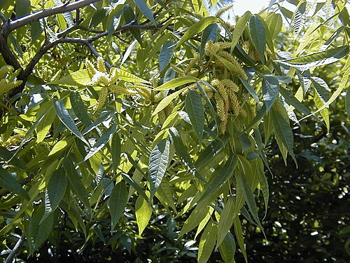 Platycarya strobilacea: Platycarya strobilacea. Real Jardín Botánico, Madrid.