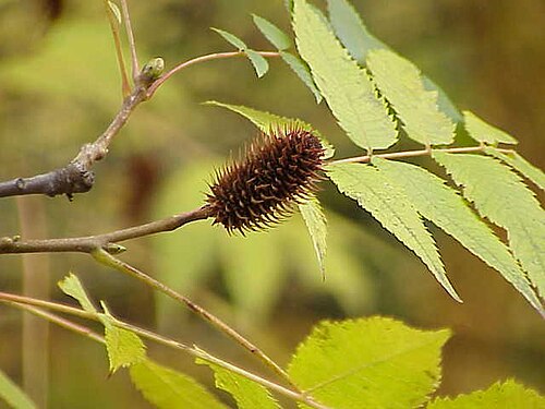 Platycarya strobilacea: Species : Platycarya strobilacea Family : Juglandaceae Image No. 2