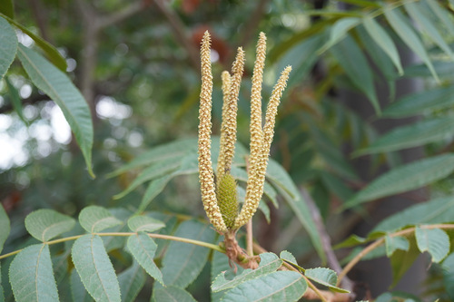 Platycarya strobilacea (Platycarya strobilacea)