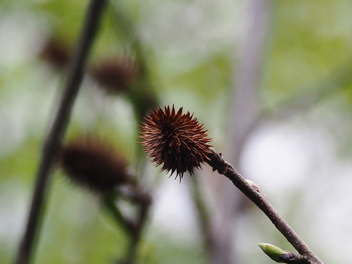 Platycarya strobilacea (Platycarya strobilacea)