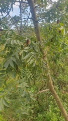 Platycarya strobilacea (Platycarya strobilacea)