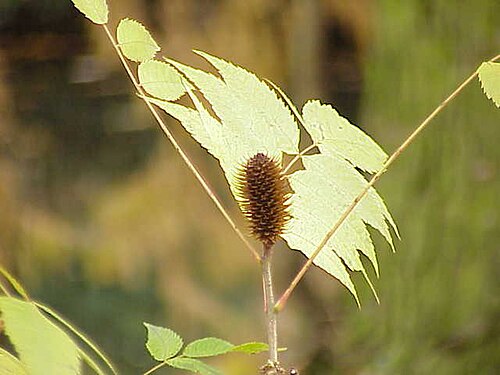 Platycarya strobilacea: Species : Platycarya strobilacea Family : Juglandaceae Image No. 1